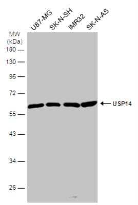 Western Blot: USP14 Antibody [NBP2-20825] - Various whole cell extracts (30 ug) were separated by 10% SDS-PAGE, and the membrane was blotted with USP14 antibody diluted at 1:500. HRP-conjugated anti-rabbit IgG antibody was used to detect the primary antibody.