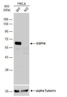 Western Blot: USP14 Antibody [NBP2-20825] - Wild-type (WT) and USP14 knockout (KO) HeLa cell extracts (30 ug) were separated by 10% SDS-PAGE, and the membrane was blotted with USP14 antibody diluted at 1:1000. HRP-conjugated anti-rabbit IgG antibody was used to detect the primary antibody.