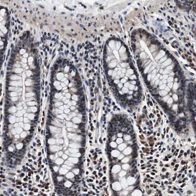 Immunohistochemistry-Paraffin USP16 Antibody - BSA Free