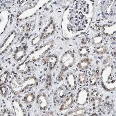 Immunohistochemistry-Paraffin USP16 Antibody - BSA Free