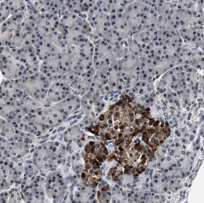 Immunohistochemistry-Paraffin USP16 Antibody - BSA Free