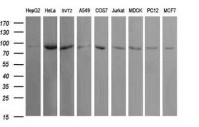 Western Blot: USP16 Antibody (OTI1B4) - Azide and BSA Free [NBP2-74805] - Analysis of extracts (35ug) from 9 different cell lines (HepG2: human; HeLa: human; SVT2: mouse; A549: human; COS7: monkey; Jurkat: human; MDCK: canine; PC12: rat; MCF7: human).