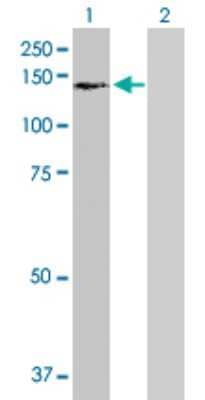 Western Blot USP16 Antibody - Azide and BSA Free