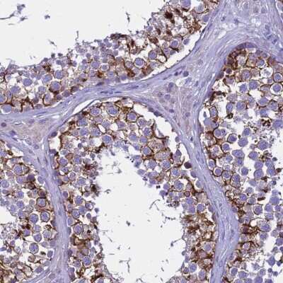 Immunohistochemistry-Paraffin: USP18 Antibody [NBP1-92566] - Staining of human testis shows cytoplasmic positivity in cells in seminiferous ducts.