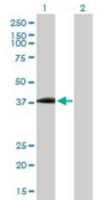 Western Blot: USP18 Antibody [H00011274-B02P] - Analysis of USP18 expression in transfected 293T cell line by USP18 polyclonal antibody.  Lane 1: USP18 transfected lysate(40.92 KDa). Lane 2: Non-transfected lysate.