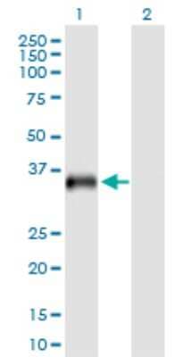 Western Blot: USP18 Antibody [H00011274-B03P] - Analysis of USP18 expression in transfected 293T cell line. Lane 1: USP18 transfected lysate (40.92 KDa). Lane 2: Non-transfected lysate.