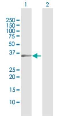 Western Blot: USP18 Antibody [H00011274-D01P] - Analysis of USP18 expression in transfected 293T cell line by USP18 polyclonal antibody.Lane 1: USP18 transfected lysate(40.92 KDa).Lane 2: Non-transfected lysate.