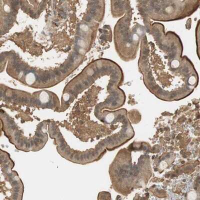 Immunohistochemistry-Paraffin: USP2 Antibody [NBP1-86883] - Staining of human duodenum shows strong luminal membranous and cytoplasmic positivity in glandular cells.