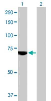Western Blot: USP2 Antibody [H00009099-B01P] - Analysis of USP2 expression in transfected 293T cell line by USP2 polyclonal antibody.  Lane 1: USP2 transfected lysate(66.55 KDa). Lane 2: Non-transfected lysate.