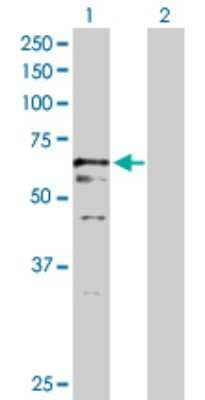 Western Blot: USP2 Antibody [H00009099-D01P] - Analysis of USP2 expression in transfected 293T cell line by USP2 polyclonal antibody.Lane 1: USP2 transfected lysate(68.10 KDa).Lane 2: Non-transfected lysate.