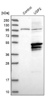 Western Blot USP2 Antibody - BSA Free