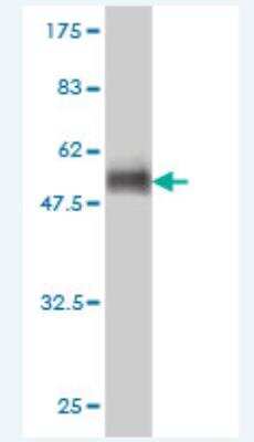 Western Blot: USP20 Antibody (1A6) [H00010868-M01] - Detection against Immunogen (36.52 KDa) .