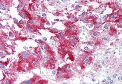 Immunohistochemistry-Paraffin: USP20 Antibody [NB100-59033] - Analysis of anti-USP20 antibody with human adrenal medulla at concentration 10 ug/ml.