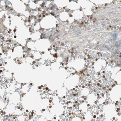 Immunohistochemistry-Paraffin USP20 Antibody - BSA Free