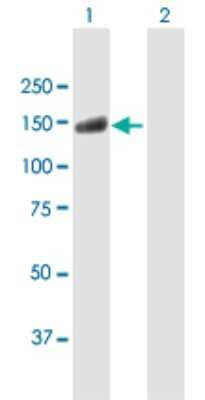Western Blot: USP20 Antibody [H00010868-B01P] - Analysis of USP20 expression in transfected 293T cell line by USP20 polyclonal antibody.  Lane 1: USP20 transfected lysate(100.43 KDa). Lane 2: Non-transfected lysate.