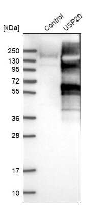 Western Blot USP20 Antibody - BSA Free