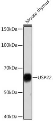 Western Blot: USP22 Antibody (9C7I8) [NBP3-16794] - Western blot analysis of extracts of Mouse thymus, using USP22 Rabbit mAb (NBP3-16794) at 1:1000 dilution. Secondary antibody: HRP Goat Anti-Rabbit IgG (H+L) at 1:10000 dilution. Lysates/proteins: 25ug per lane. Blocking buffer: 3% nonfat dry milk in TBST. Detection: ECL Basic Kit. Exposure time: 10s.