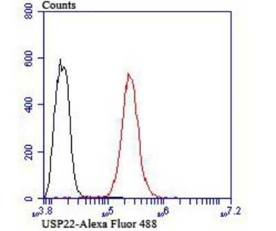 Flow Cytometry: USP22 Antibody (JU63-27) [NBP2-75702] - Analysis of Hela cells with USP22 antibody at 1/100 dilution (red) compared with an unlabelled control (cells without incubation with primary antibody; black). Alexa Fluor 488-conjugated goat anti rabbit IgG was used as the secondary antibody.