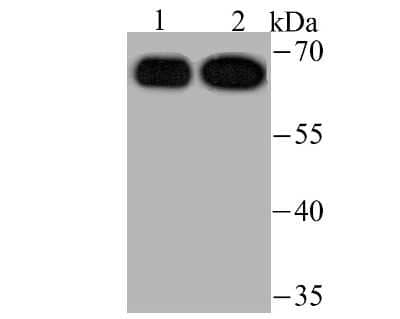 Western Blot: USP22 Antibody (JU63-27) [NBP2-75702] - Analysis of USP22 on Hela (1) and HepG2 (2) cell lysate using anti-USP22 antibody at 1/500 dilution.