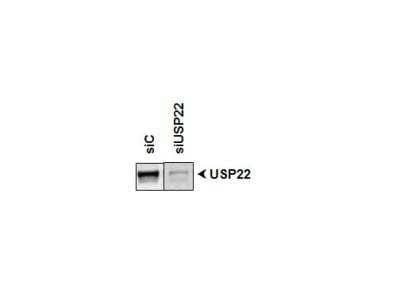 Western Blot: USP22 Antibody [NBP1-49644] - analysis of USP22 in HeLa whole cell lysate using anti-USP22 antibody. The primary antibody was used at a dilution of 1:500 and incubated overnight at 4C. Image from verified customer review.