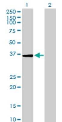 Western Blot: USP24 Antibody [H00023358-B01P] - Analysis of USP24 expression in transfected 293T cell line by USP24 polyclonal antibody.  Lane 1: USP24 transfected lysate(34.1 KDa). Lane 2: Non-transfected lysate.
