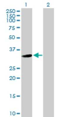 Western Blot: USP24 Antibody [H00023358-B02P] - Analysis of USP24 expression in transfected 293T cell line by USP24 polyclonal antibody.  Lane 1: USP24 transfected lysate(33.99 KDa). Lane 2: Non-transfected lysate.