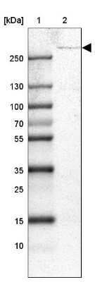 Western Blot USP24 Antibody