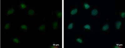 Immunocytochemistry/Immunofluorescence: USP26 Antibody [NBP2-20830] - USP26 antibody [C2C3], C-term detects USP26 protein at nucleus by immunofluorescent analysis. Sample: NT2D1 cells were fixed in 4% paraformaldehyde at RT for 15 min.Green: USP26 protein stained by USP26 antibody [C2C3], C-term  diluted at 1:500.Blue: Hoechst 33342 staining.