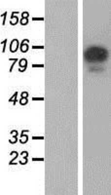 Western Blot USP26 Overexpression Lysate