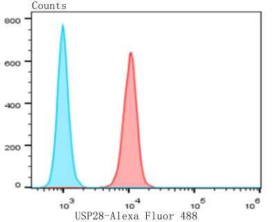 Flow Cytometry: USP28 Antibody [NBP2-76973] - Flow cytometric analysis of MG-63 cells with USP28 antibody at 1/50 dilution (red) compared with an unlabelled control (cells without incubation with primary antibody; blue). Alexa Fluor 488-conjugated goat anti-rabbit IgG was used as the secondary antibody.