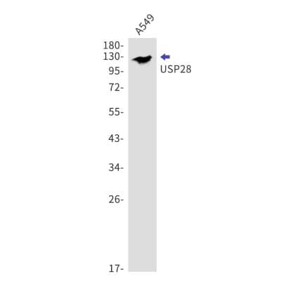 Western Blot: USP28 Antibody (S08-7I7) [NBP3-19799] - Western blot detection of USP28 in A549 lysates using USP28 antibody. Predicted band size: 123kDa. Observed band size: 123kDa.
