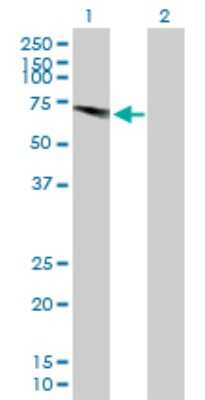Western Blot: USP28 Antibody [H00057646-B01P] - Analysis of USP28 expression in transfected 293T cell line by USP28 polyclonal antibody.  Lane 1: USP28 transfected lysate(64.13 KDa). Lane 2: Non-transfected lysate.