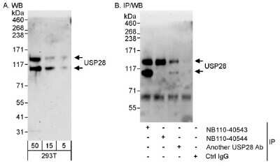 <b>Independent Antibodies Validation. </b>Western Blot: USP28 Antibody [NB110-40543] - Detection of Human USP28 on HeLa whole cell lysate usingy NB110-40543. USP28 was also immunoprecipitated by rabbit anti-USP28 antibodies NB110-40544 and another USP28 Ab.