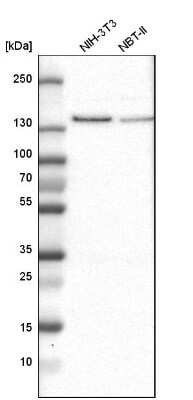 Western Blot: USP28 Antibody [NBP1-82904] - Analysis in mouse cell line NIH-3T3 and rat cell line NBT-II.