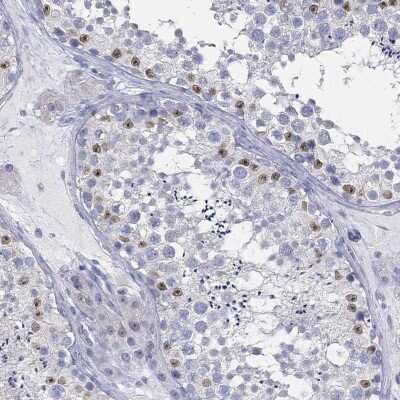 Immunohistochemistry-Paraffin USP29 Antibody - BSA Free