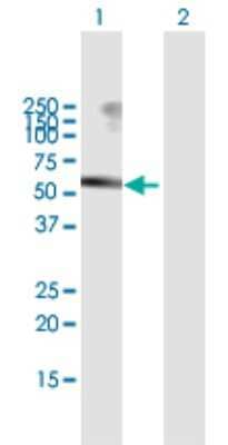 Western Blot: USP3 Antibody [H00009960-B01P] - Analysis of USP3 expression in transfected 293T cell line by USP3 polyclonal antibody.  Lane 1: USP3 transfected lysate(57.2 KDa). Lane 2: Non-transfected lysate.