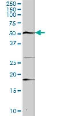 Western Blot: USP3 Antibody [H00009960-D01P] - USP3 MaxPab rabbit polyclonal antibody. Western Blot analysis of USP3 expression in mouse spleen.