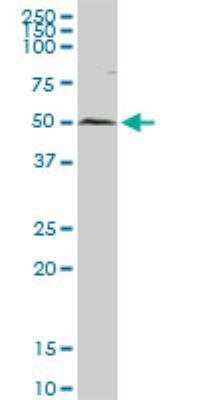 Western Blot: USP3 Antibody [H00009960-D01P] - USP3 MaxPab rabbit polyclonal antibody. Western Blot analysis of USP3 expression in Hela NE.