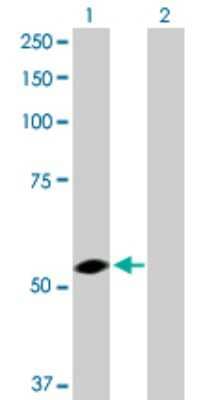 Western Blot: USP3 Antibody [H00009960-D01P] - Analysis of USP3 expression in transfected 293T cell line by USP3 polyclonal antibody.Lane 1: USP3 transfected lysate(58.90 KDa).Lane 2: Non-transfected lysate.