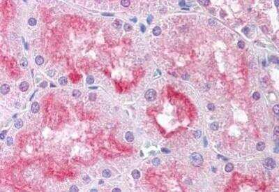 Immunohistochemistry-Paraffin: USP33 Antibody [NB100-58767] - Analysis of anti-USP33 antibody with human kidney at concentration 5 ug/ml.