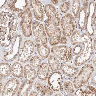 Immunohistochemistry-Paraffin: USP33 Antibody [NBP1-82931] - Staining of human kidney shows moderate cytoplasmic positivity in tubule cells.