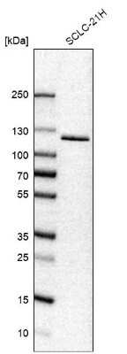 Western Blot: USP33 Antibody [NBP1-82931] - Analysis in human cell line SCLC-21H.