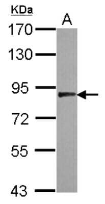 Western Blot: USP33 Antibody [NBP2-20832] - Sample (30 ug of whole cell lysate) A: HepG2 7. 5% SDS PAGE gel, diluted at 1:500.