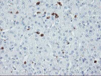 Immunohistochemistry: USP36 Antibody (OTI7G3) - Azide and BSA Free [NBP2-74806] - Staining of paraffin-embedded Human liver tissue using anti-USP36 mouse monoclonal antibody.