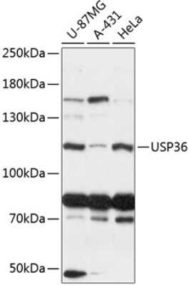 Western Blot: USP36 Antibody [NBP2-94367] - Analysis of extracts of various cell lines, using USP36 at 1:3000 dilution. Secondary antibody: HRP Goat Anti-Rabbit IgG (H+L) at 1:10000 dilution. Lysates/proteins: 25ug per lane. Blocking buffer: 3% nonfat dry milk in TBST. Detection: ECL Basic Kit . Exposure time: 15s.