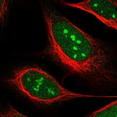 Immunocytochemistry/Immunofluorescence: USP37 Antibody [NBP1-82901] - Staining of human cell line U-2 OS shows localization to nucleus & nucleoli. Antibody staining is shown in green.