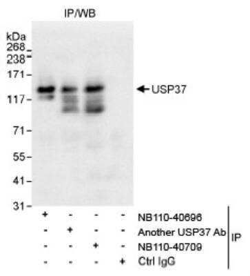 <b>Independent Antibodies Validation. </b>Immunoprecipitation: USP37 Antibody [NB110-40696] - Detection of Human USP37 by Western Blot of  Immunoprecipitates. Samples:  Whole cell lysate (1 mg for IP,  20% of IP loaded) from HeLa cells.  Antibodies:  Affinity purified  rabbit anti-USP37 antibody NB110-40696 used for IP at 3 mcg/mg  lysate. USP37 was also immunoprecipitated by rabbit anti-  USP37 antibody NB110-40709, which recognizes a downstream  epitope.  Detection:  Chemiluminescence with an exposure time of 10 seconds.