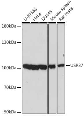 Western Blot: USP37 Antibody [NBP2-93544] - Analysis of extracts of various cell lines, using USP37 at 1:2000 dilution. Secondary antibody: HRP Goat Anti-Rabbit IgG (H+L) at 1:10000 dilution. Lysates/proteins: 25ug per lane. Blocking buffer: 3% nonfat dry milk in TBST. Detection: ECL Basic Kit . Exposure time: 30s.