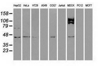 Western Blot: USP38 Antibody (1D11) [NBP1-48049] Analysis of extracts (35ug) from 9 different cell lines by using anti-USP38 monoclonal antibody.