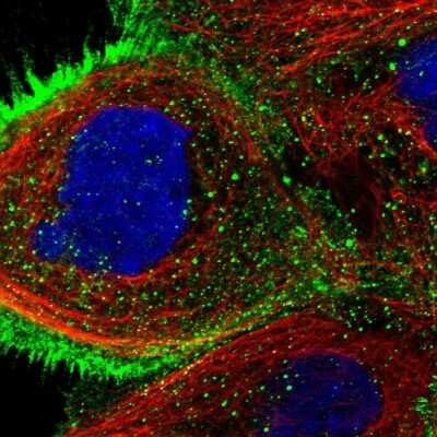 Immunocytochemistry/Immunofluorescence: USP4 Antibody [NBP1-86876] - Staining of human cell line A-431 shows localization to plasma membrane & cytosol. Antibody staining is shown in green.